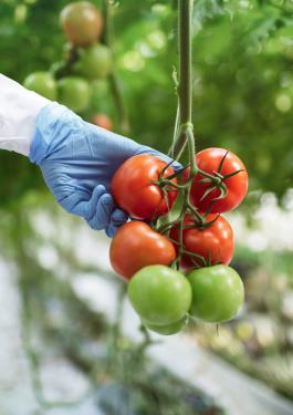 Food supply chain certification supplier audits tomatoes