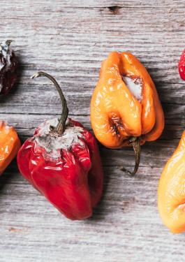 Shelf life testing mouldy peppers