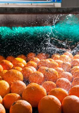 Microbiological Validation Studies Spray Orange